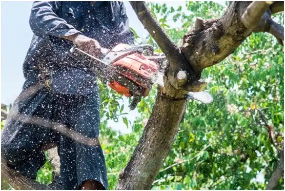 tree services Maypearl